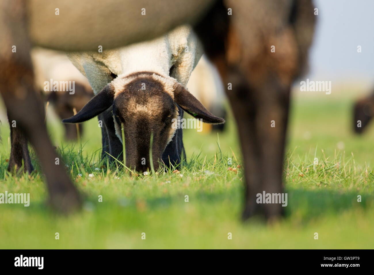 Soay pascolo di ovini in Schiermonnikoog, Paesi Bassi Foto Stock