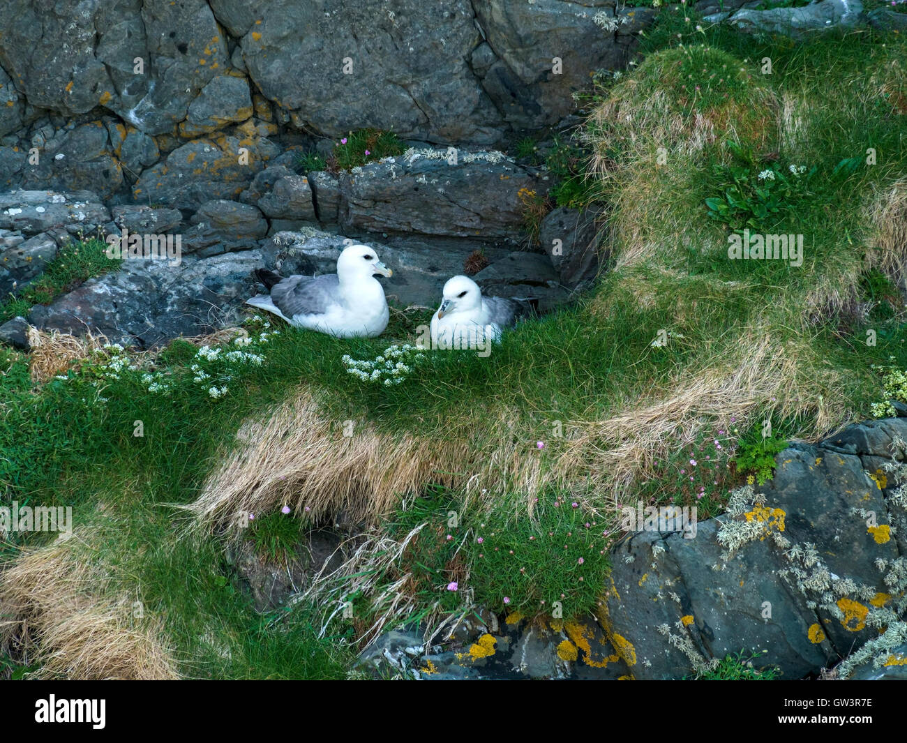 Coppia di nidificazione Fulmars (Fulmarus glacialis) sulle scogliere sul mare, Uragaig, Isola di Colonsay, Scotland, Regno Unito. Foto Stock