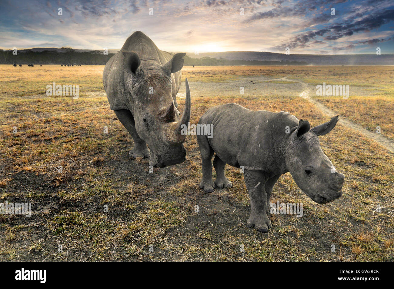 Rhino la madre e il bambino al tramonto Foto Stock