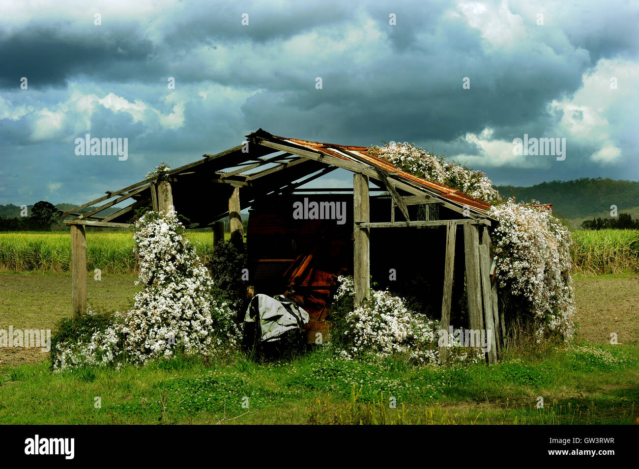 Storica fattoria capannone coperto con la fioritura del gelsomino nel nord fiumi NSW Australia Foto Stock