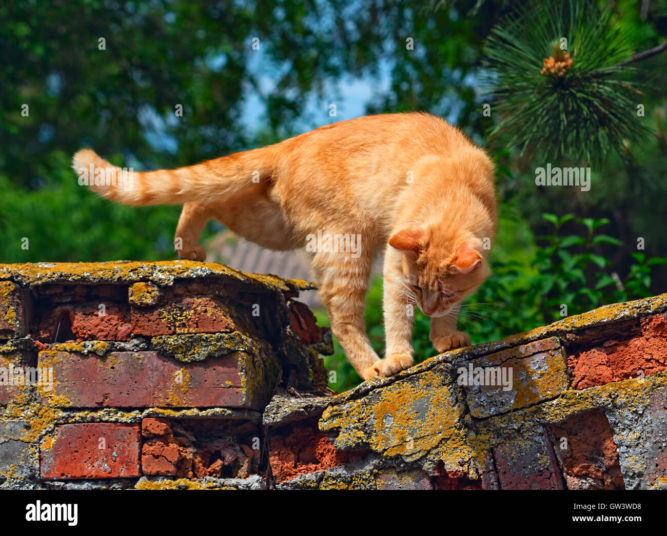 Gatto rosso sta per passare fuori del recinto di mattoni Foto Stock