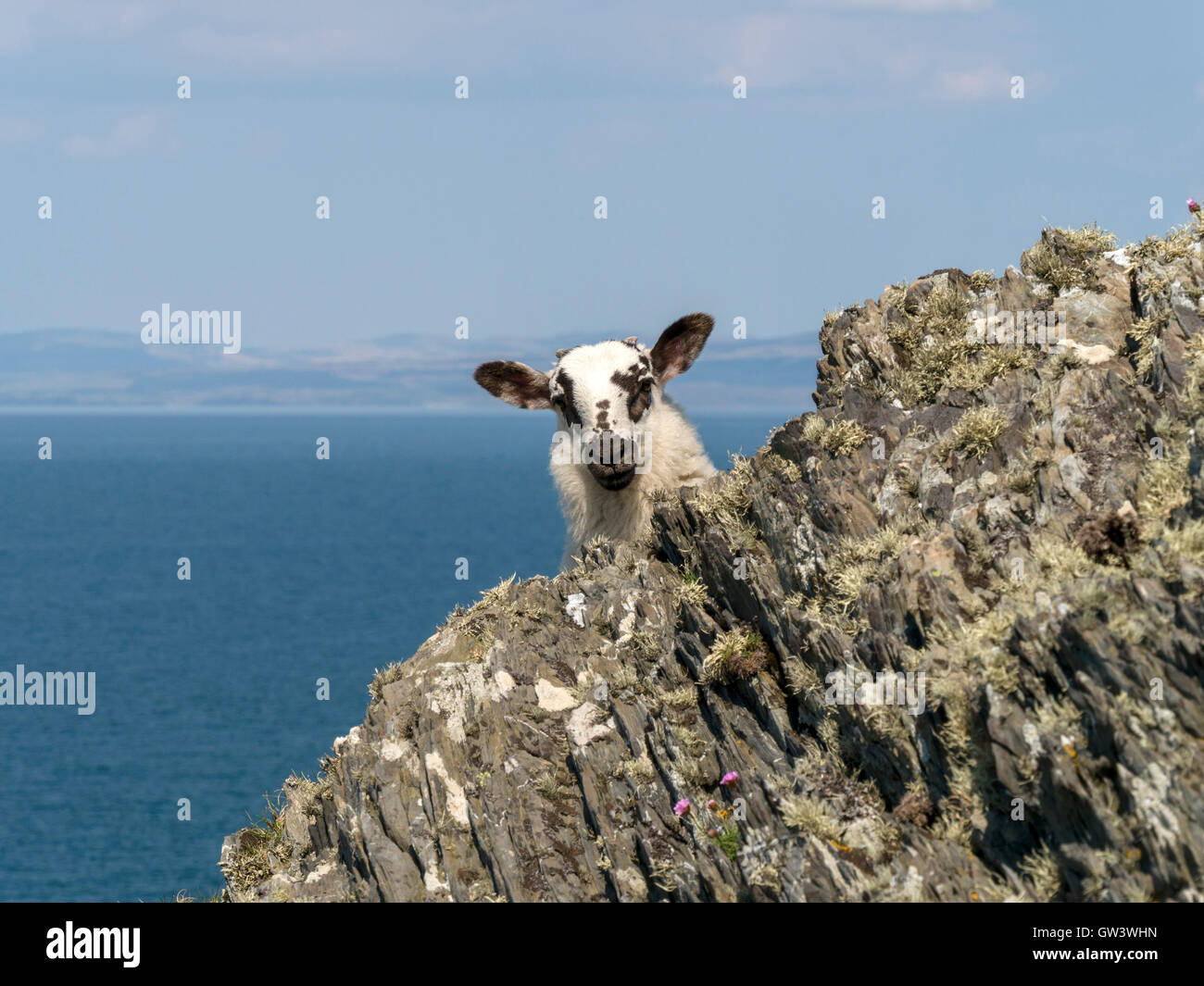 Giovane agnello con grandi orecchie peeping intorno al rock, Isola di Colonsay, Scotland, Regno Unito. Foto Stock