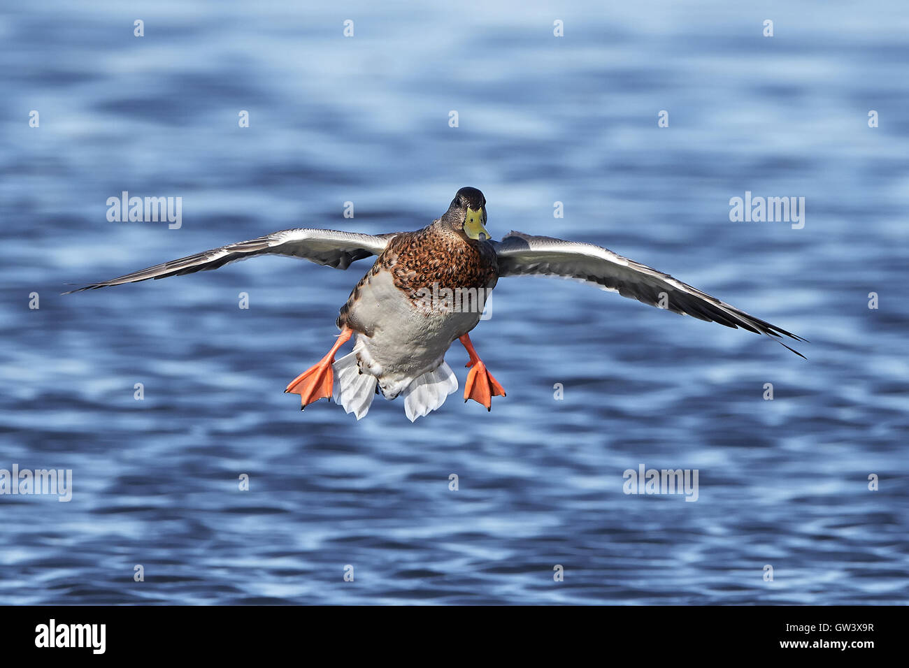 Anatra selvatica in volo con acqua blu in background Foto Stock