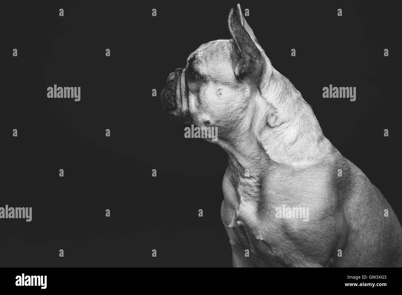 Bella bulldog francese cane Foto Stock