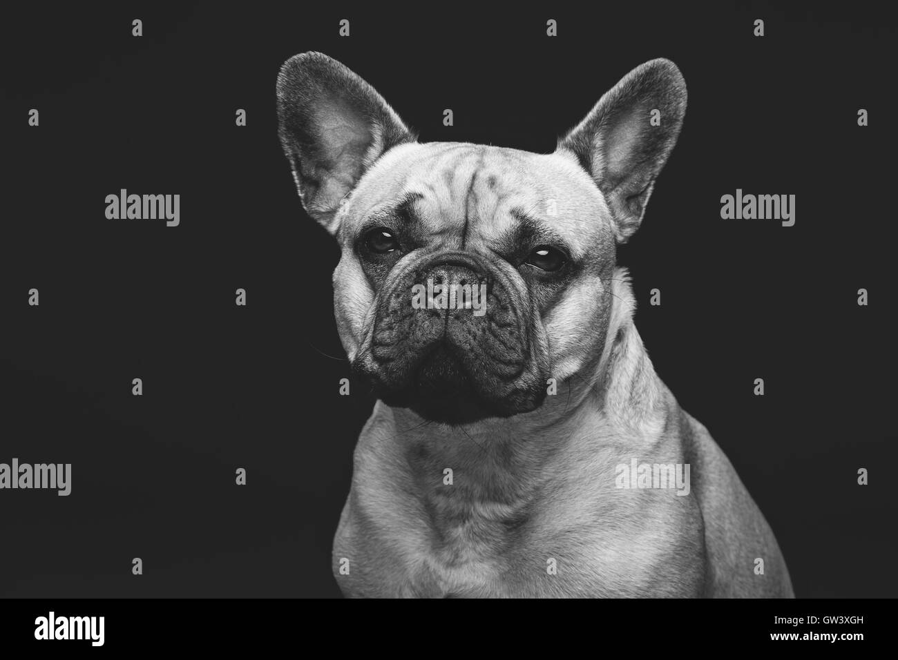 Bella bulldog francese cane Foto Stock