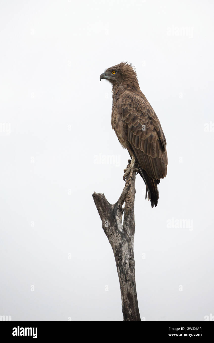 Un serpente marrone eagle fotografato nella regione meridionale del Parco Nazionale di Kruger, Sud Africa. Foto Stock