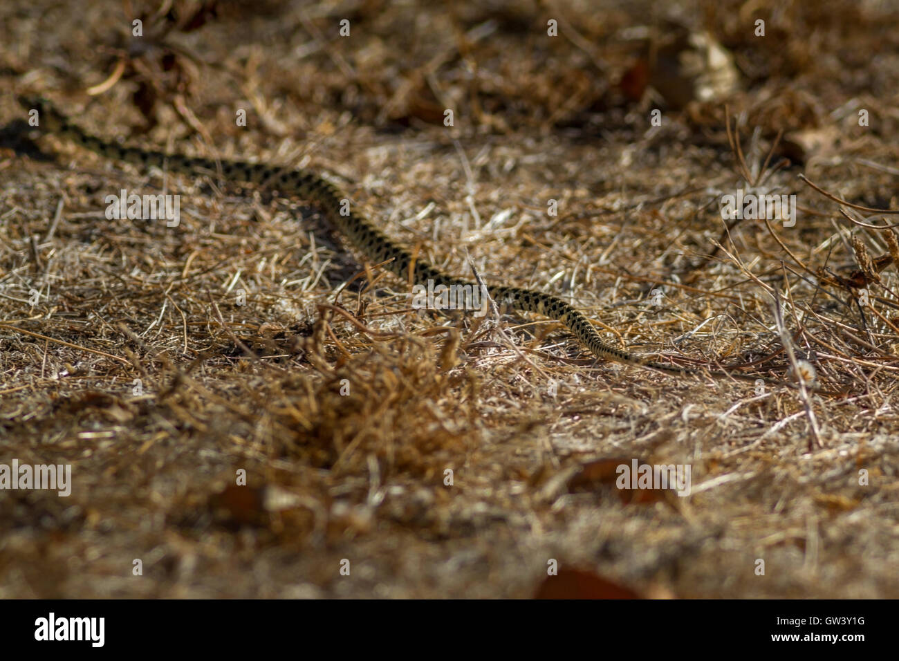 Il ferro di cavallo frusta serpente nel Parco naturale di Ria Formosa, Olhao, Algarve, PORTOGALLO Foto Stock