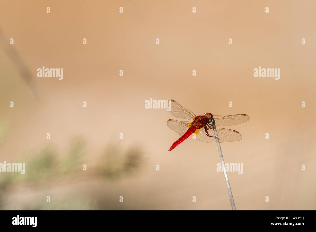 Il vivdly brillante scarlatto maschio darter dragonfly (crocothemis erythraea), il Parco naturale di Ria Formosa, Olhao, Algarve, PORTOGALLO Foto Stock