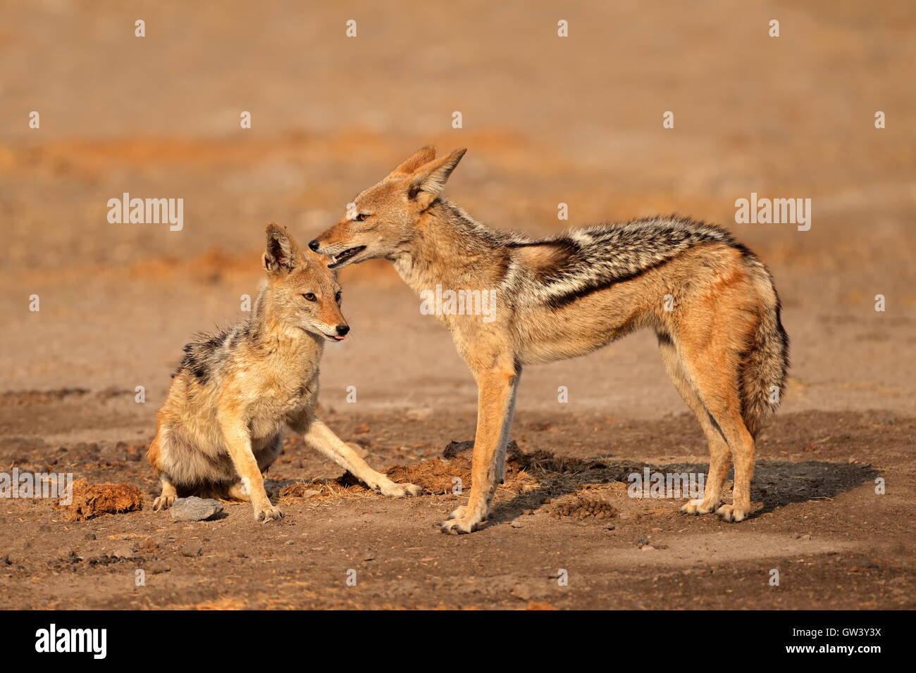 Una coppia di black-backed sciacalli (Canis mesomelas), il Parco Nazionale di Etosha, Namibia Foto Stock