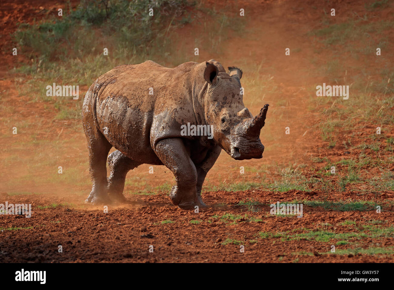 Un rinoceronte bianco (Ceratotherium simum) passeggiate in polvere, Sud Africa Foto Stock