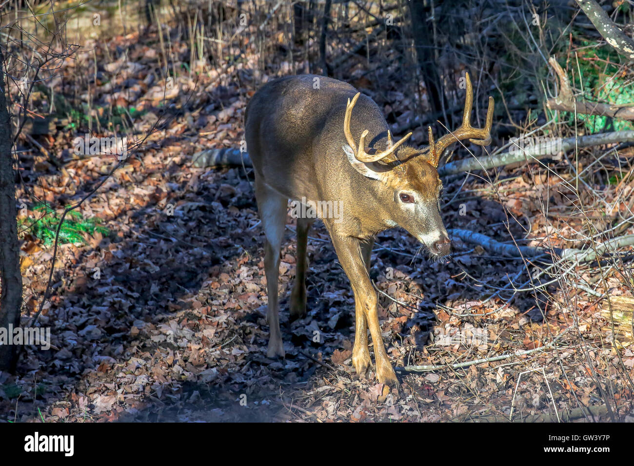 Una matura buck deer a piedi attraverso un bosco di Wisconsin durante la routine e la pistola cervi stagione. Foto Stock