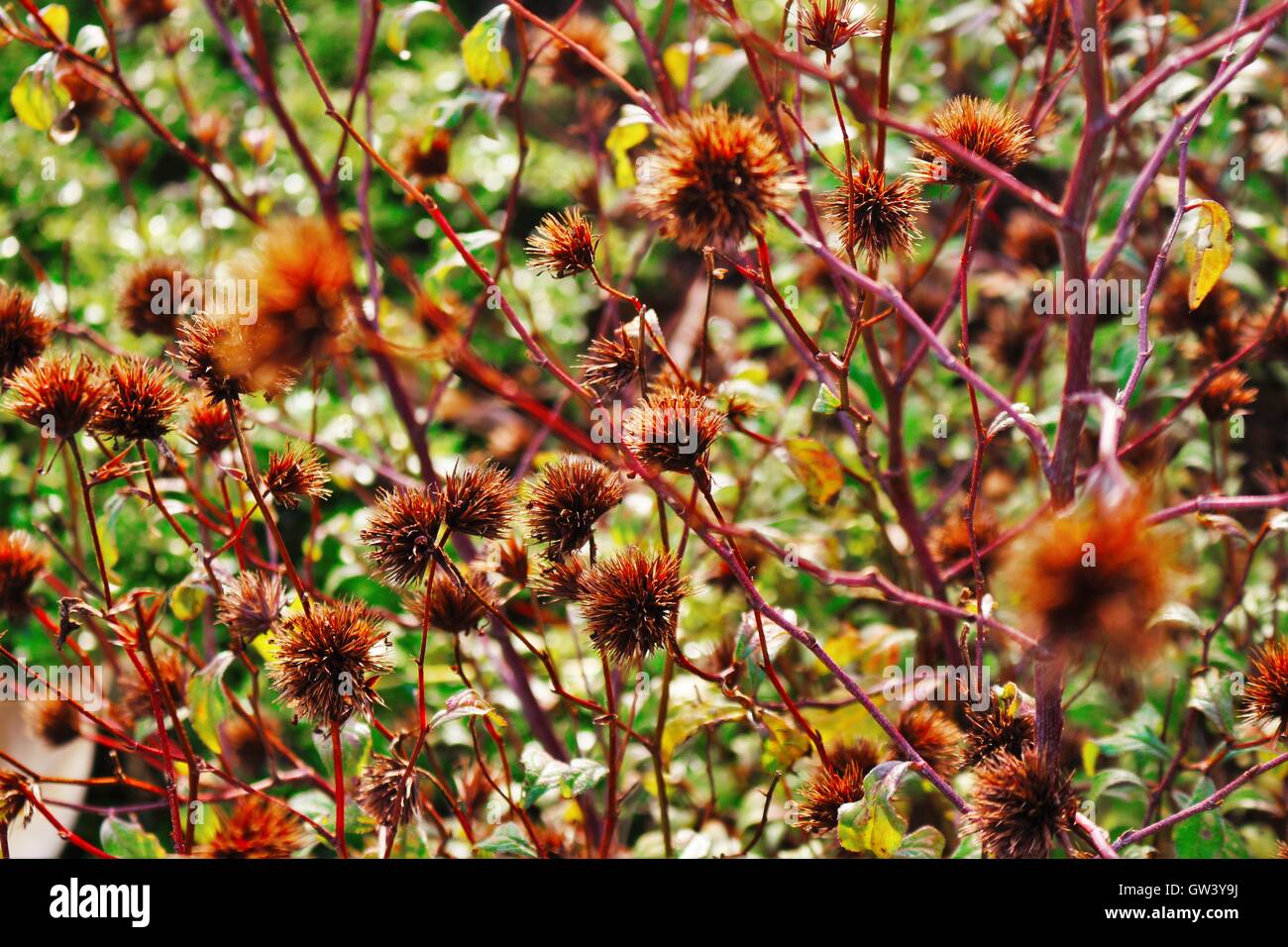 Città di Auckland, giardino botanico, Isola del nord, Nuova Zelanda Foto Stock