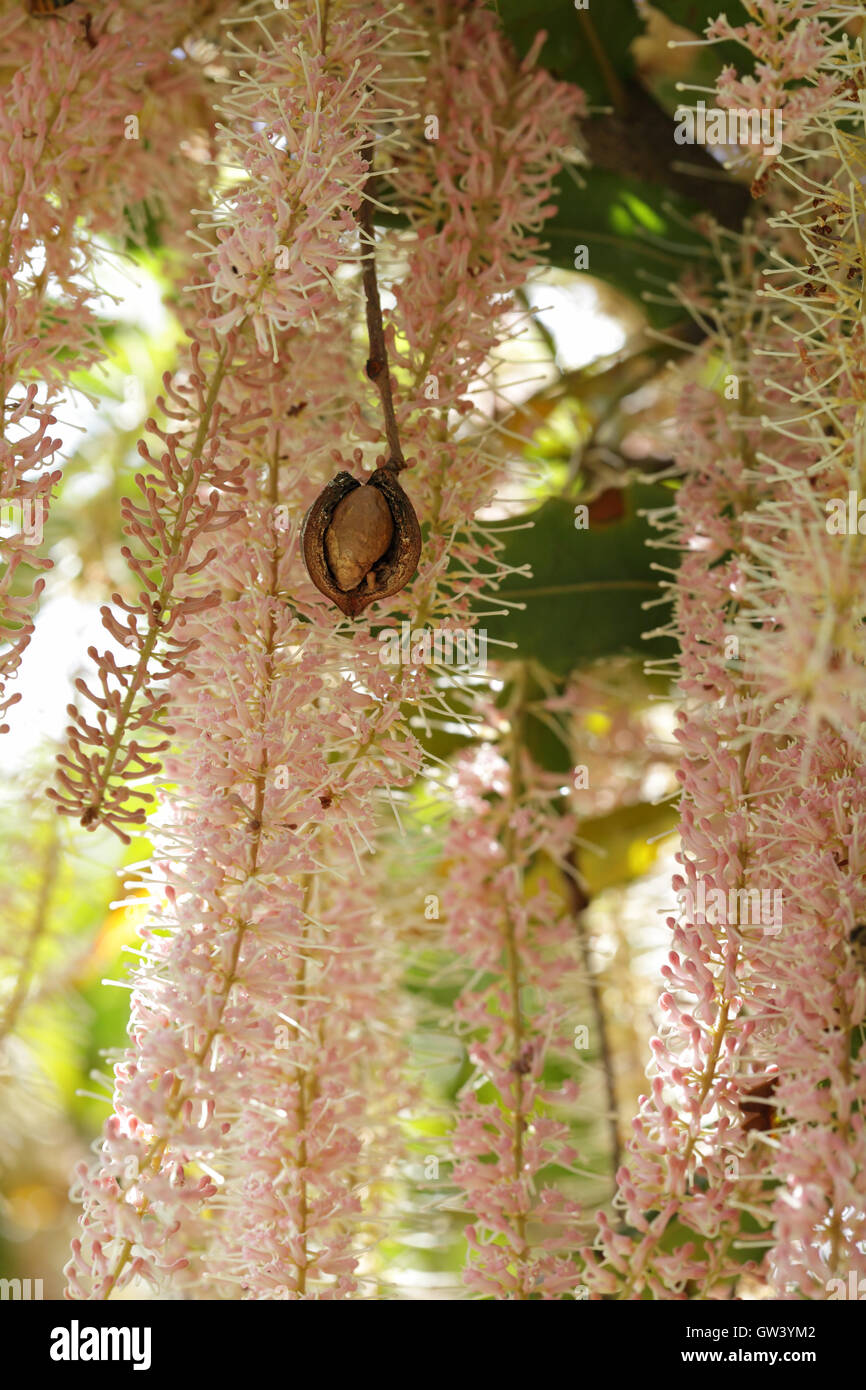 Macadamia grappoli di fiori e il dado Foto Stock