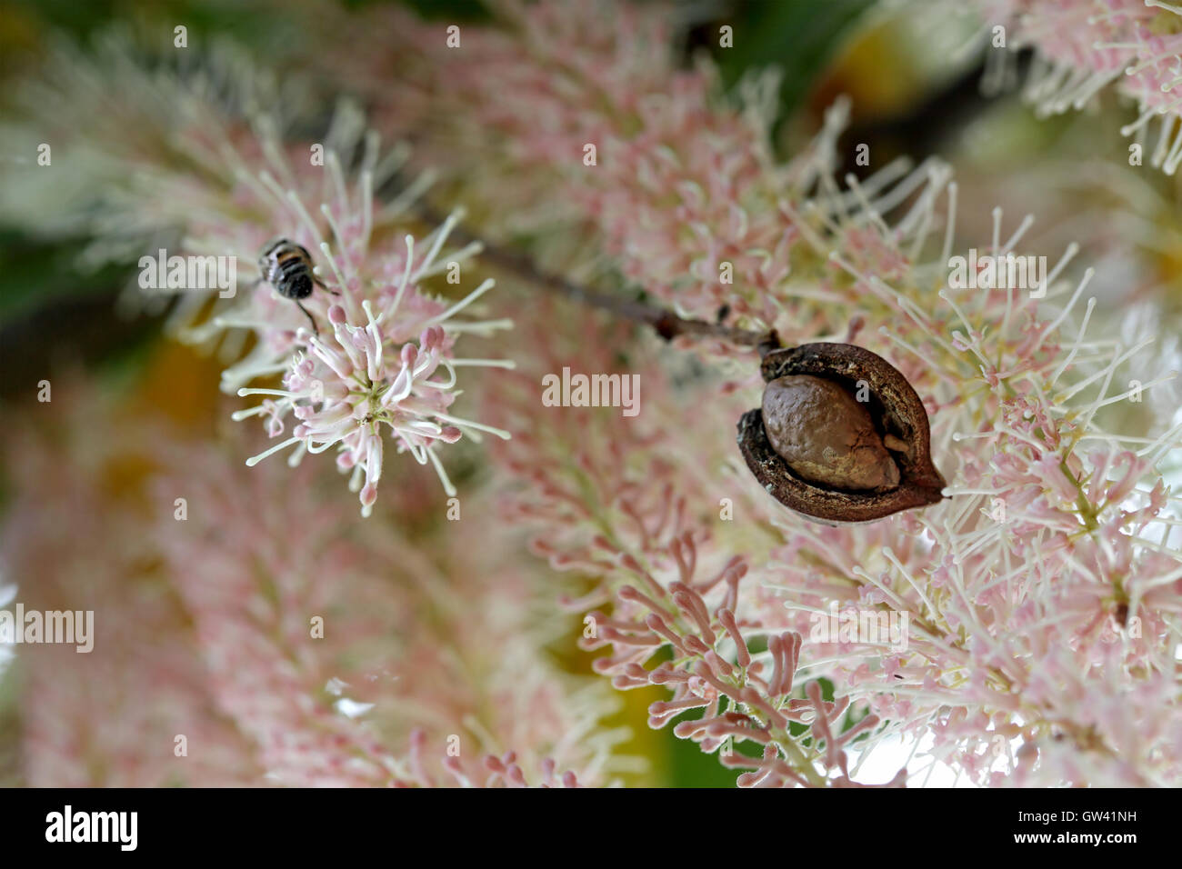 Noce Macadamia in lolla contro fiore racemi Foto Stock