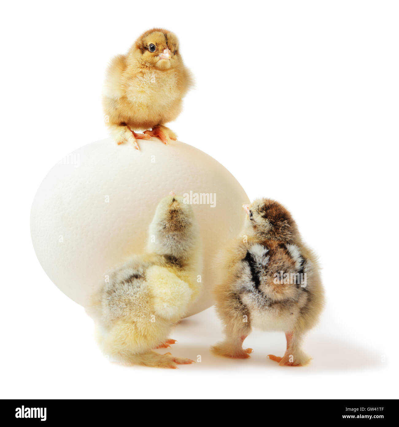 Tre pulcini e uova di struzzo Foto Stock