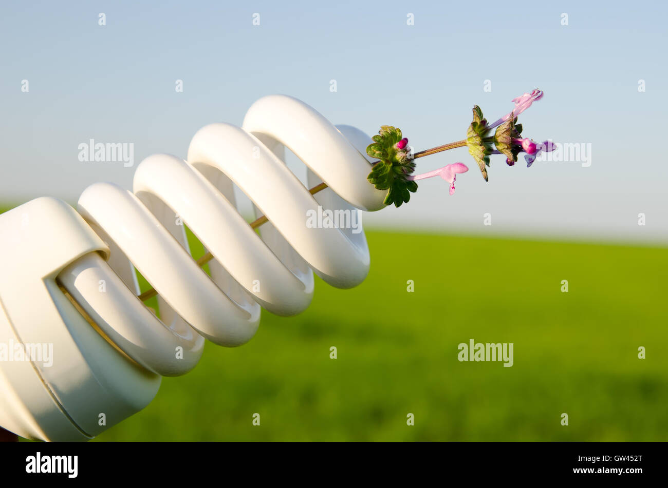 Lampada a risparmio energetico con fiore Foto Stock