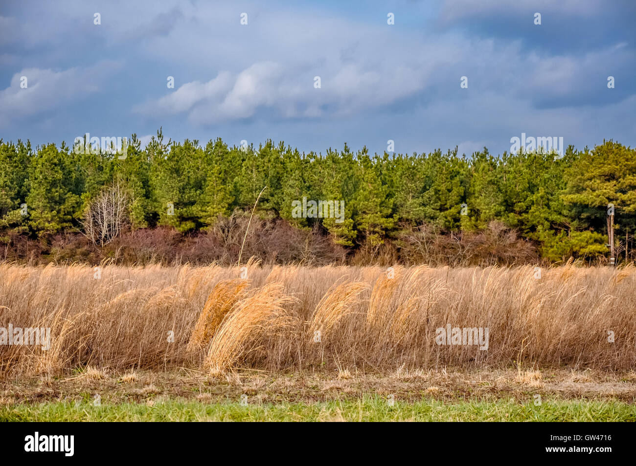 Vista panoramica del campo di grano preso dalla strada. Foto Stock