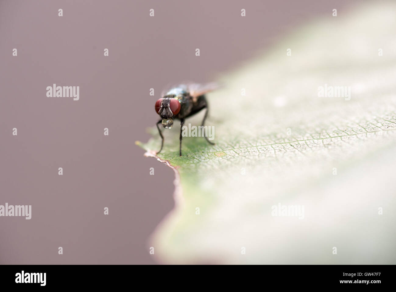Housefly, Musca domestica, prendere il sole su una foglia verde in un close up vista macro Foto Stock