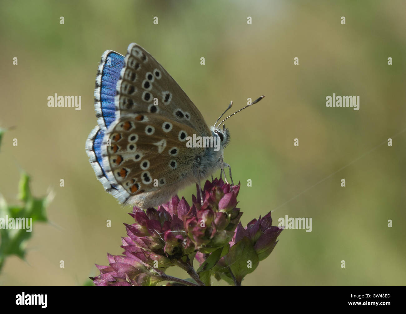 Adone maschio blue butterfly (Polyommatus bellargus) sui fiori selvatici al vecchio Winchester Hill in Hampshire, Inghilterra Foto Stock