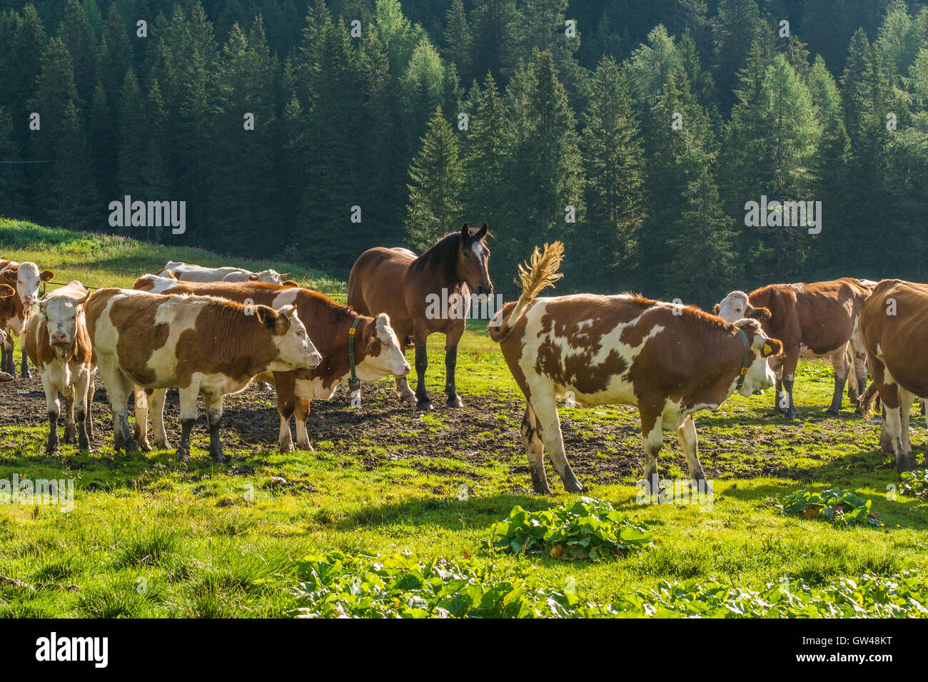 Cavalli e bovini a Misurina, provincia Belluno, regione Veneto, Italia. Foto Stock