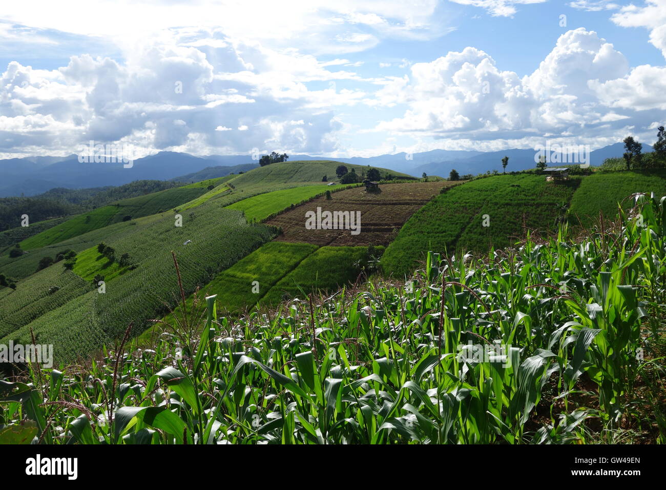 Cornfields in primo piano, risaie in background, valley, montagna, Chiang Mai, Mae Chem, Thailandia, nuvole, Horizon, Foto Stock