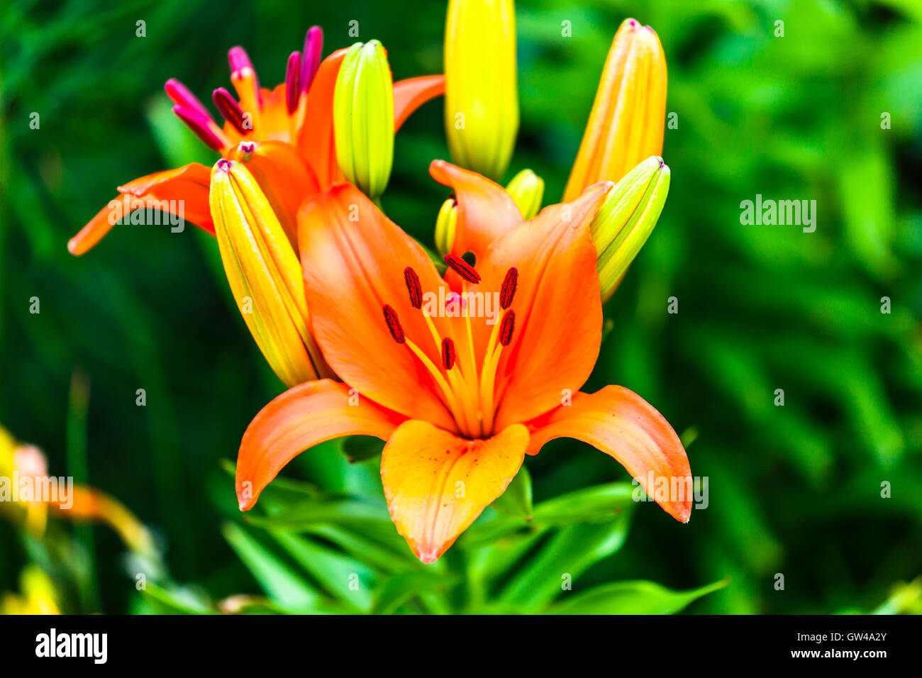 Un close-up di un giglio rosso (Lilium bulbiferum) fiore. Foto Stock