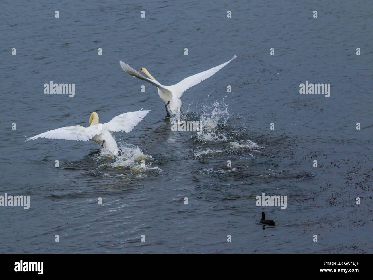 Una coppia di Swan in lotta e di atterraggio su un lago. Foto Stock