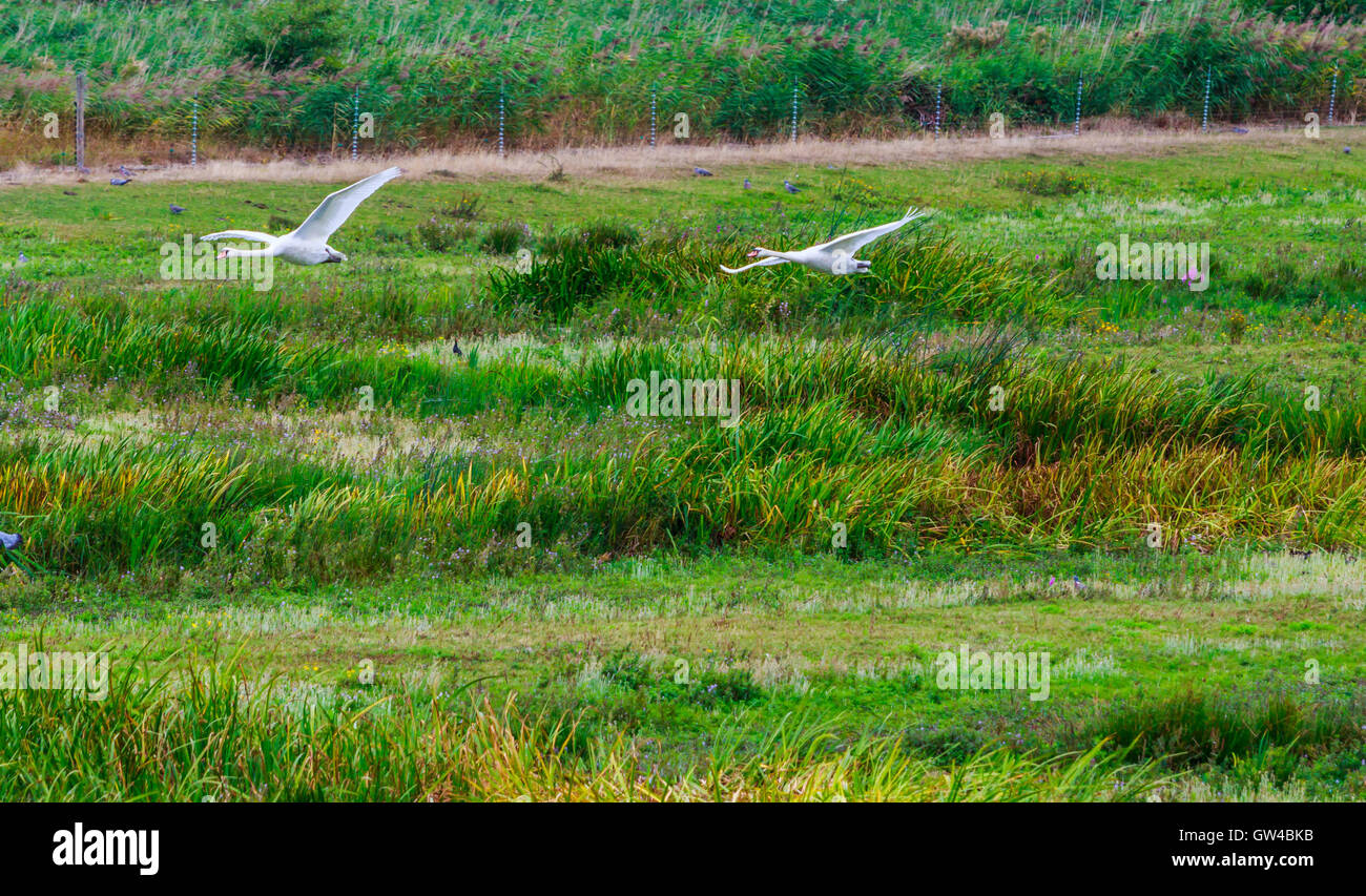 Una coppia di Swan in lotta e di atterraggio su un lago. Foto Stock