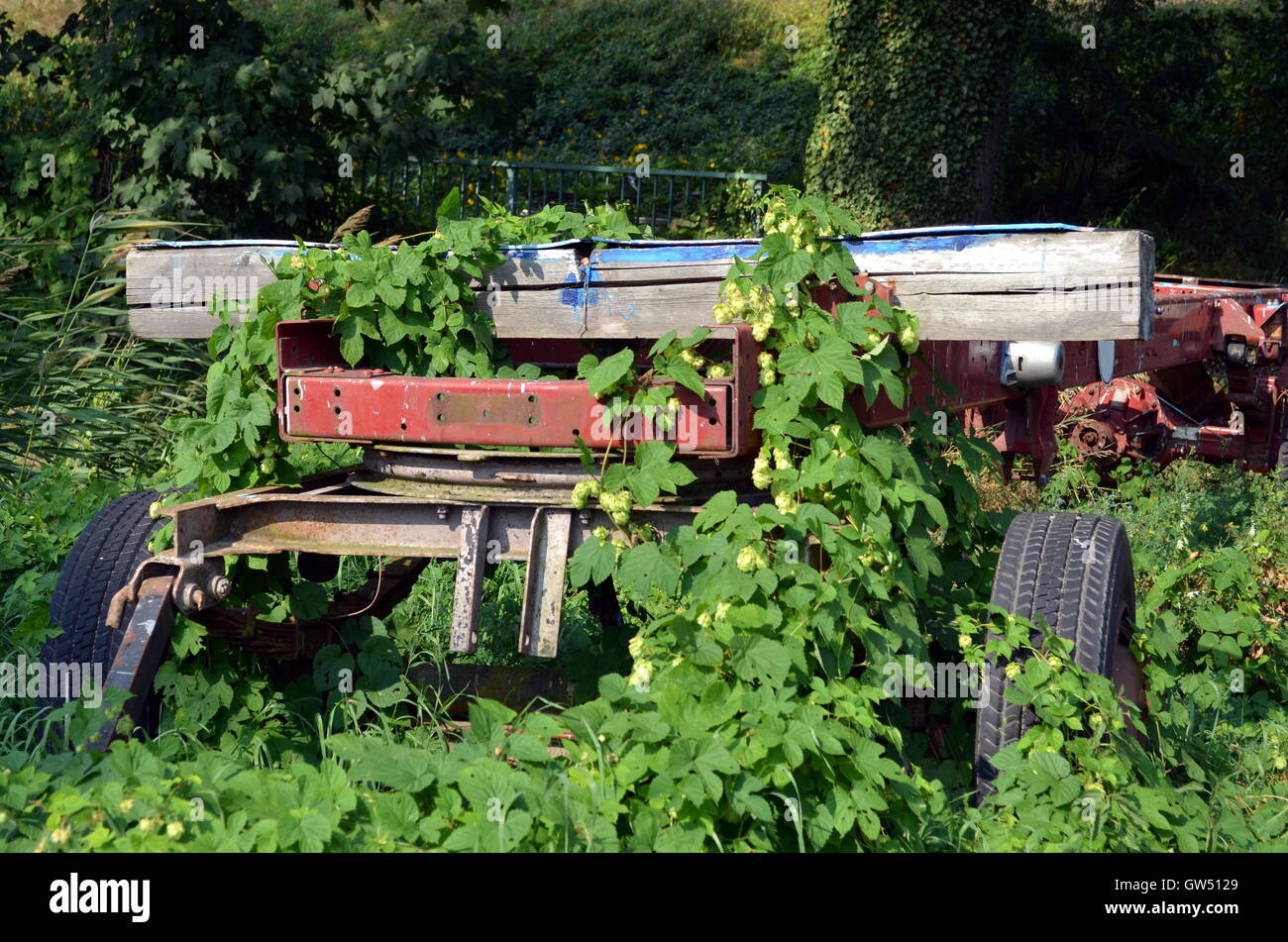 Giardino veicolo in natura coltivati con piante di luppolo Foto Stock
