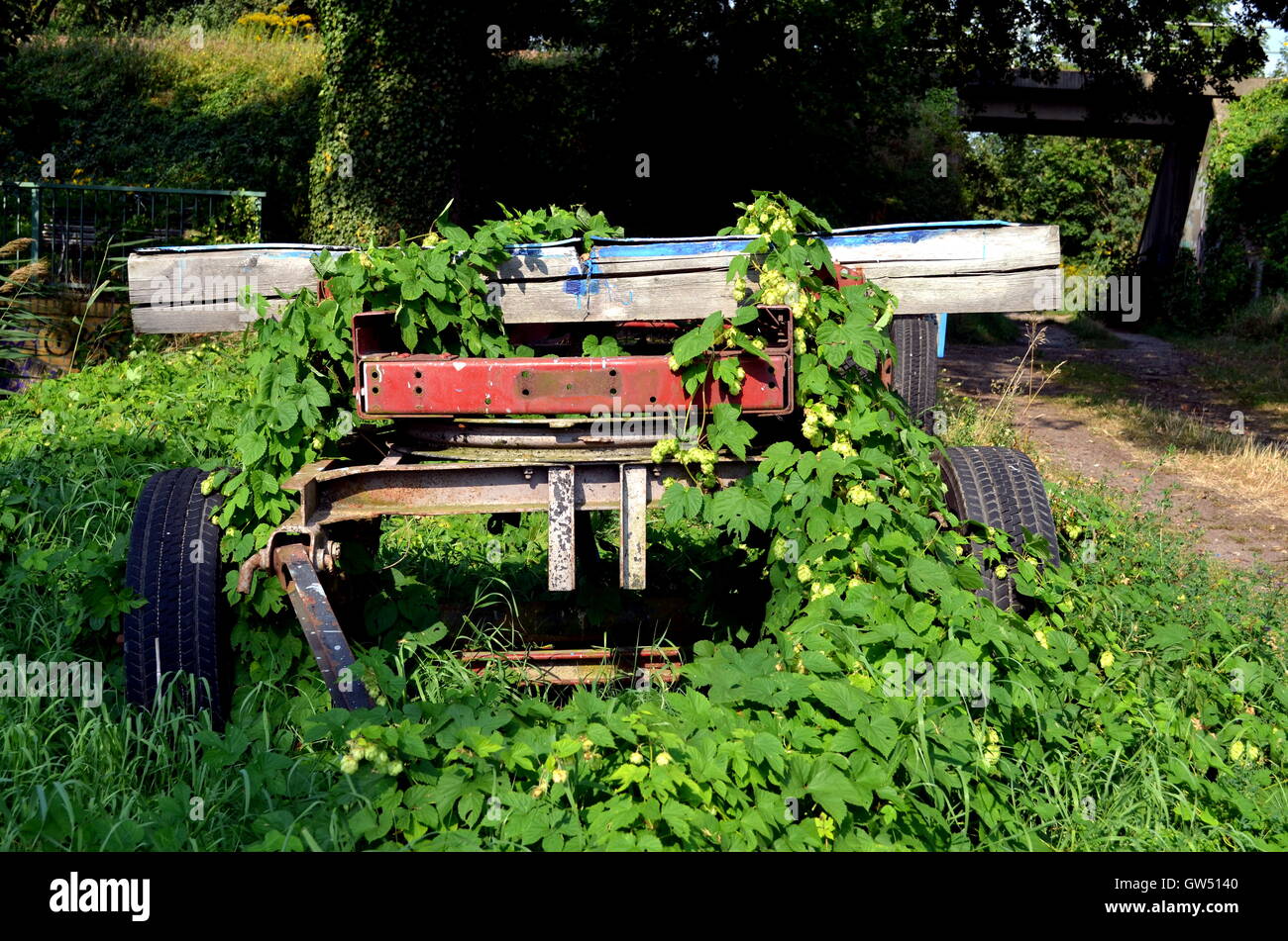 Giardino veicolo in natura coltivati con piante di luppolo Foto Stock