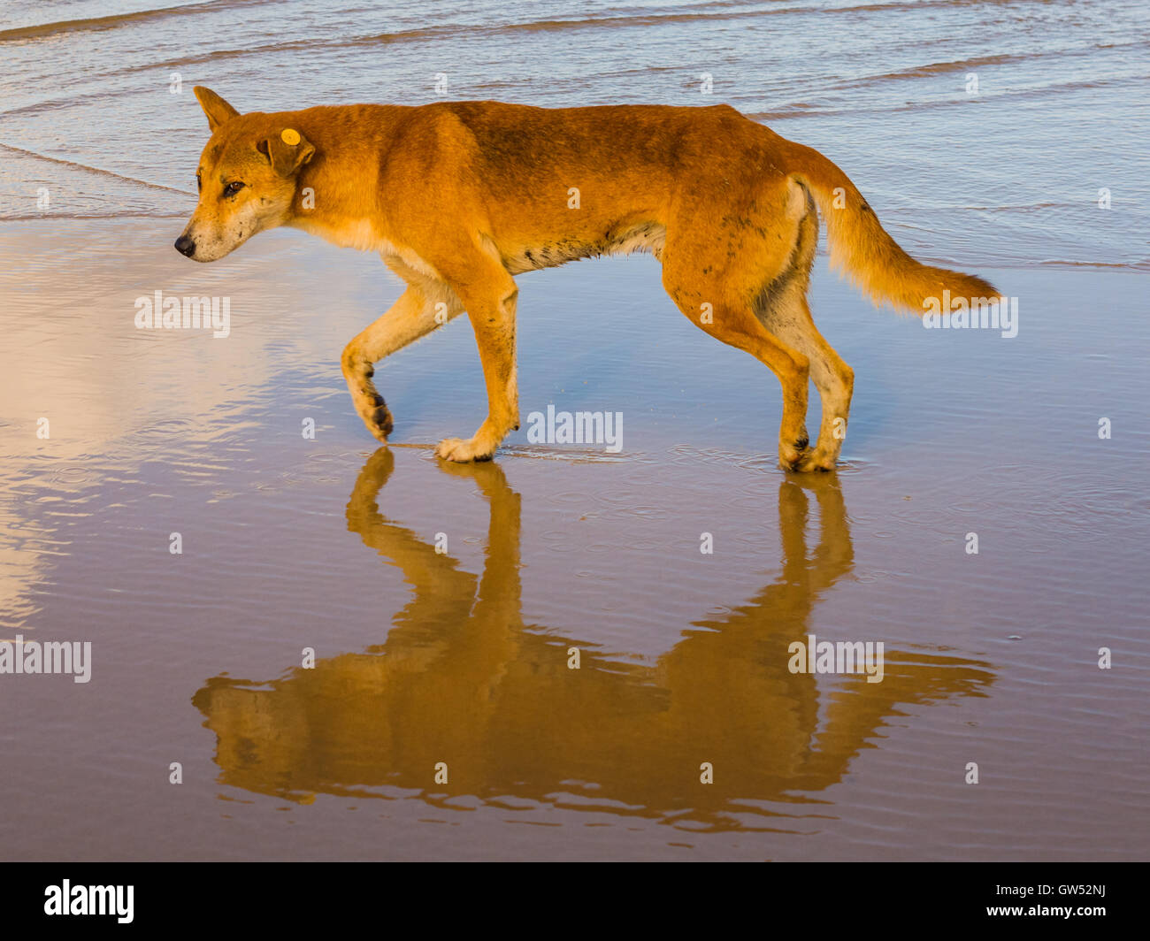 Fraser Island dingo sull'attenti per uno snack Foto Stock