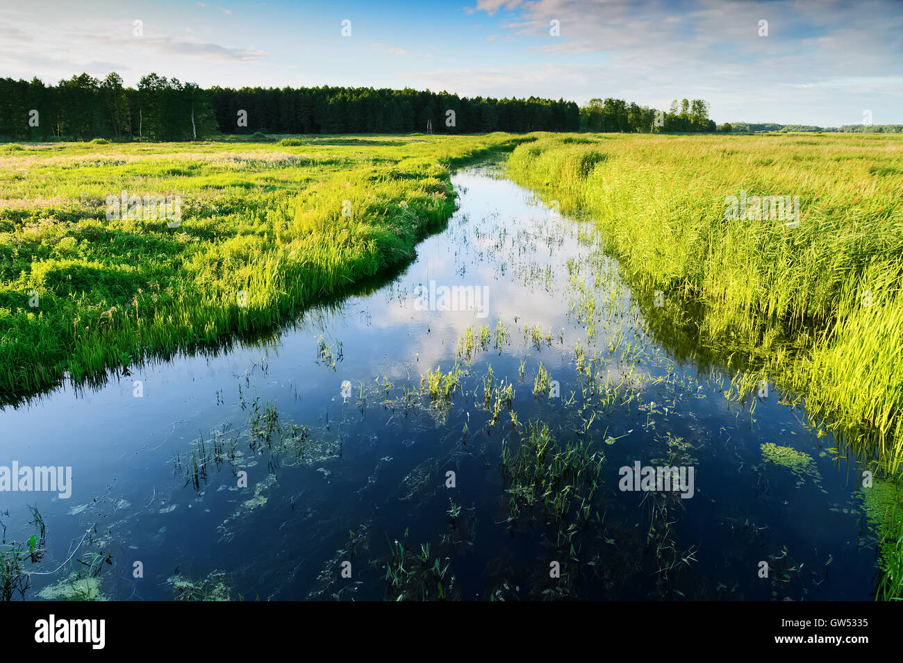 Estate paesaggio con fiume Jegrznia e vegetazione palustre e nelle vicinanze del Biebrza National Park. Regione di Podlaskie, Polonia. Foto Stock