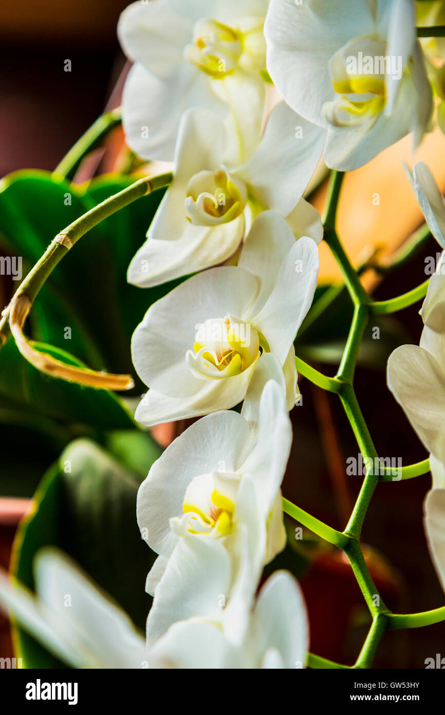 Appendere i fiori e le piante all'interno di edificio in USA Foto Stock