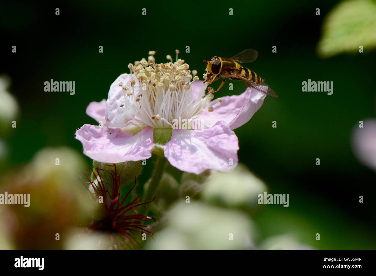 Hoverfly su rosa canina Foto Stock