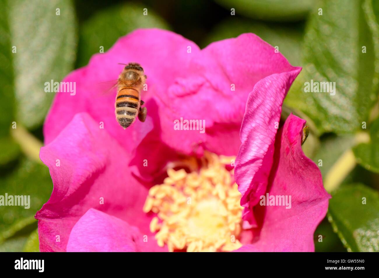 Bee ad una rosa canina Foto Stock