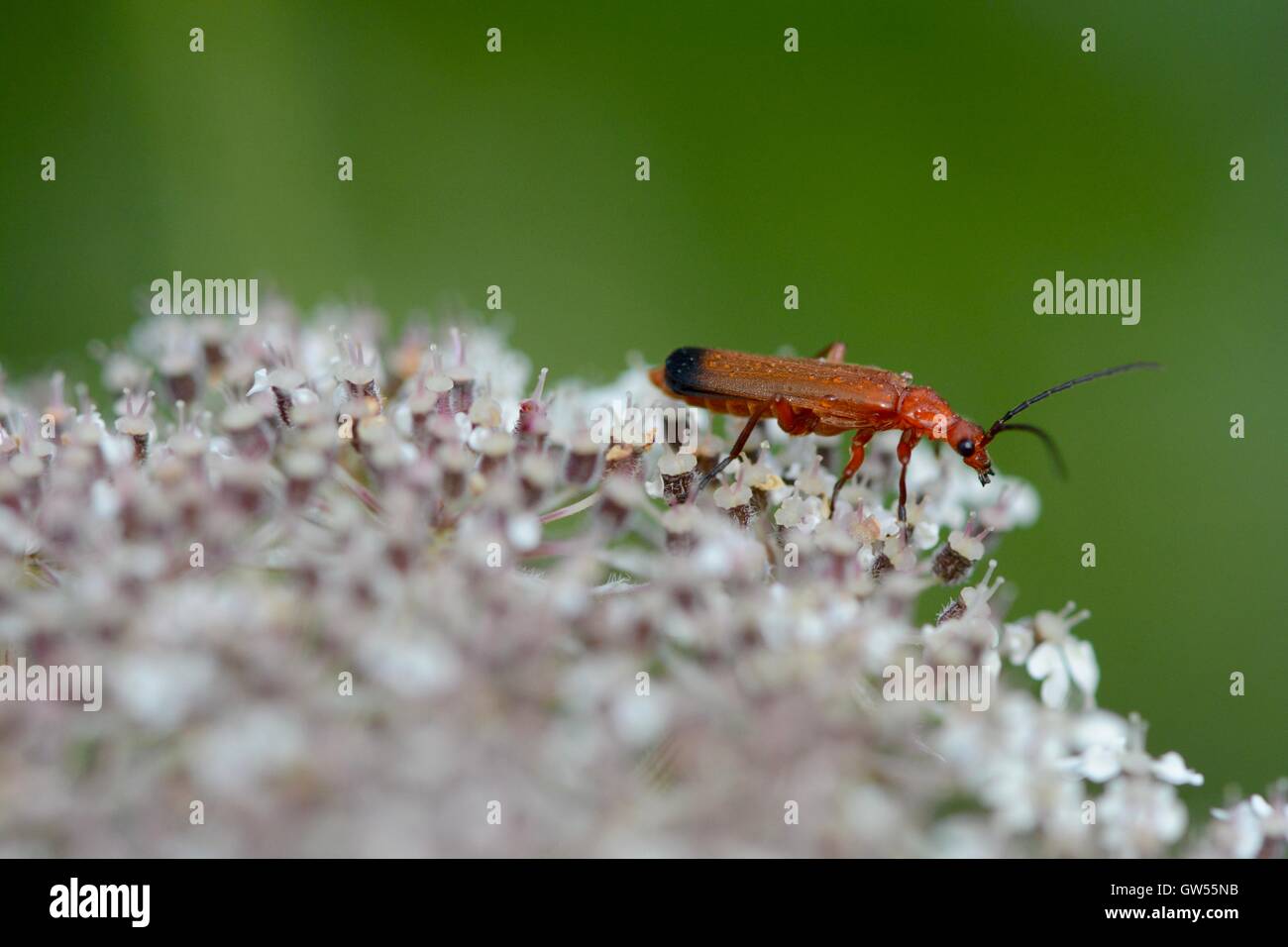 Comune soldato rosso beetle sul selvaggio fiori di carota Foto Stock