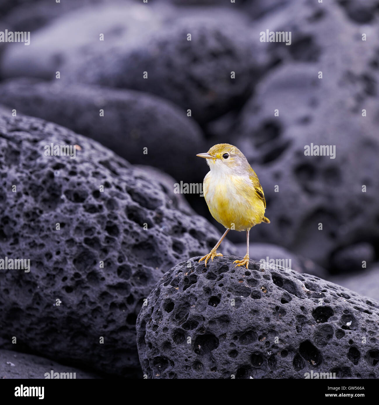 Trillo giallo (Setophaga petechia) la caccia di cibo sulle rive di Fernandina nelle isole Galapagos dell Ecuador Foto Stock