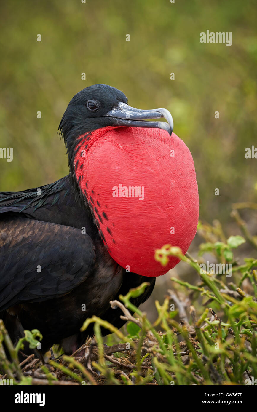 Magnifico maschio Frigate Bird (Fregata magnificens) visualizzando il comportamento di accoppiamento soffiando la sua gola rosso pouch Foto Stock