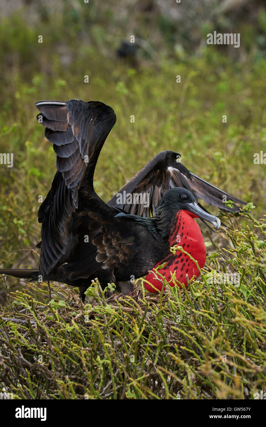 Magnifico maschio Frigate Bird (Fregata magnificens) visualizzando il comportamento di accoppiamento soffiando la sua gola rosso pouch Foto Stock