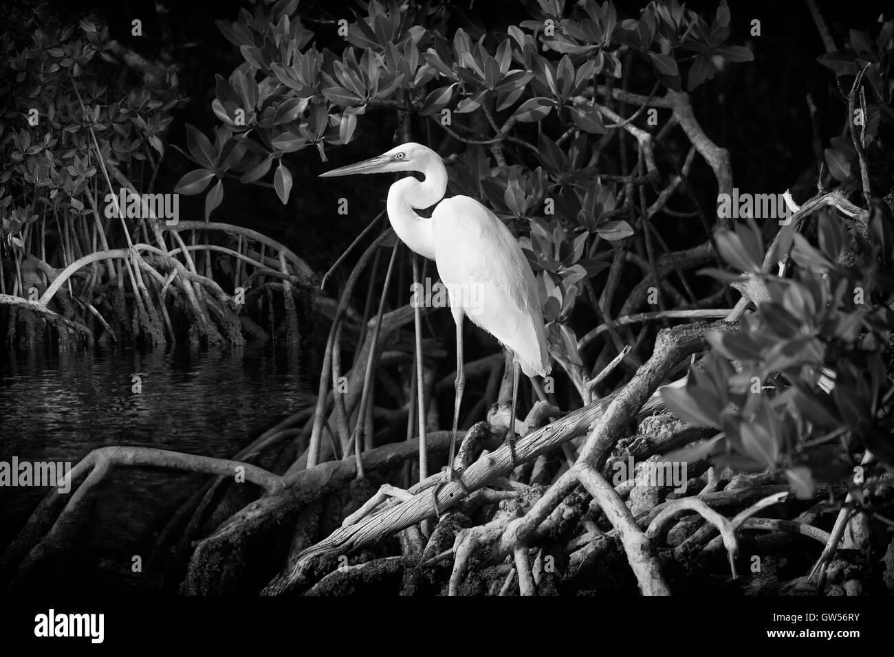 Un elegante giovane grande airone bianco posatoi amid mangrove prop radici lungo Key Largo del suono in questa immagine in bianco e nero. Foto Stock