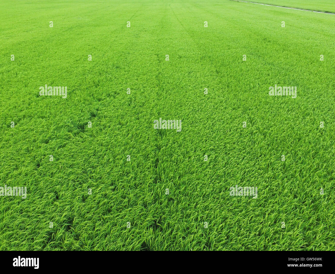 Vista aerea del campo di riso agricola Foto Stock
