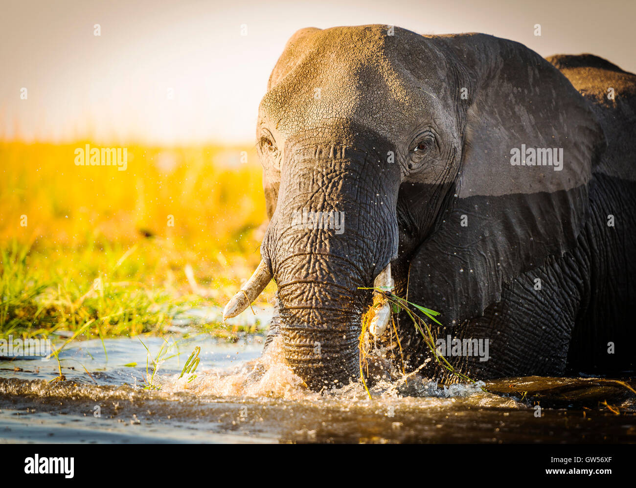 Elefante in Chobe National Park, Botswana, Africa Foto Stock
