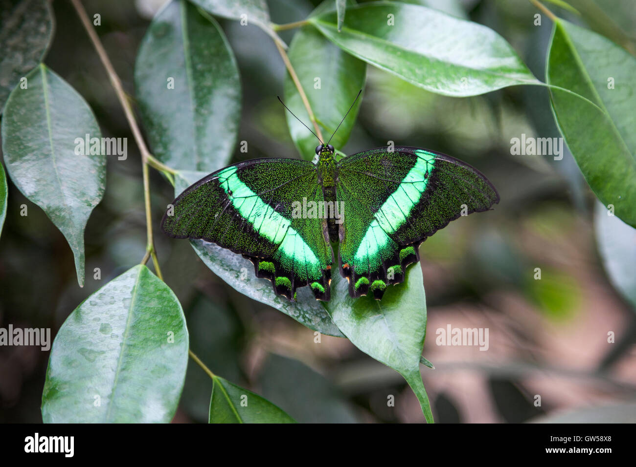 A coda di rondine di smeraldo (Papilio palinurus) buttefly seduto su un impianto Foto Stock