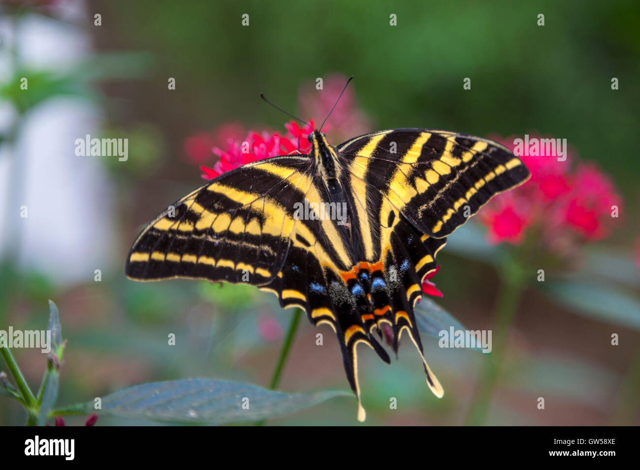 Re a coda di rondine (Heroicalides thoas) buttefly impollinare i fiori Foto Stock