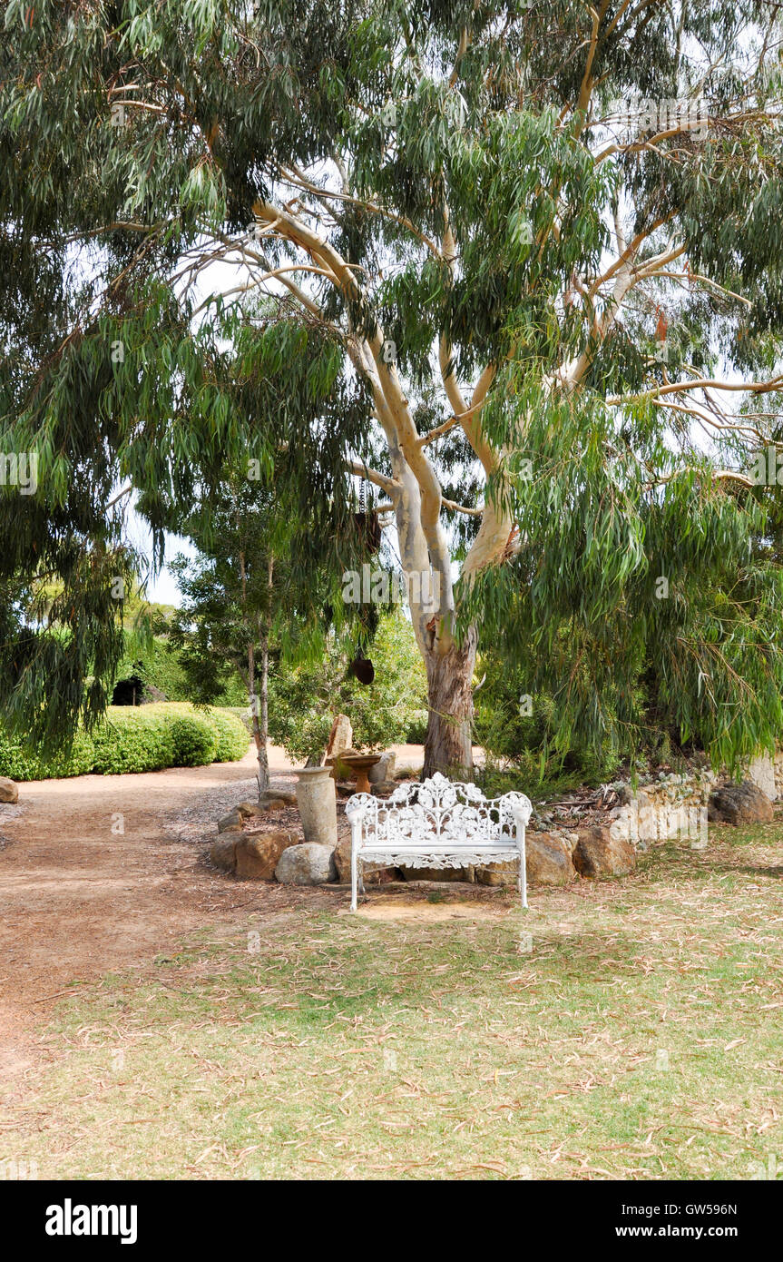 Bianco in ferro battuto panca sotto un albero di eucalipto in Amaze'n Fiume Margaret giardino botanico in Western Australia. Foto Stock