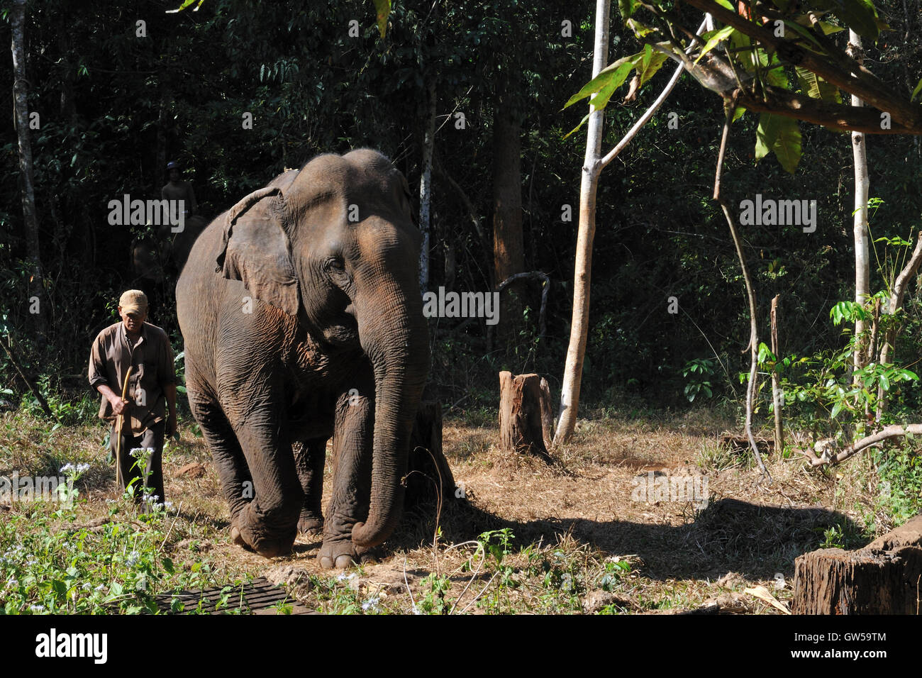 Valle di elefante progetto ONG - Elephant e Mahout Foto Stock