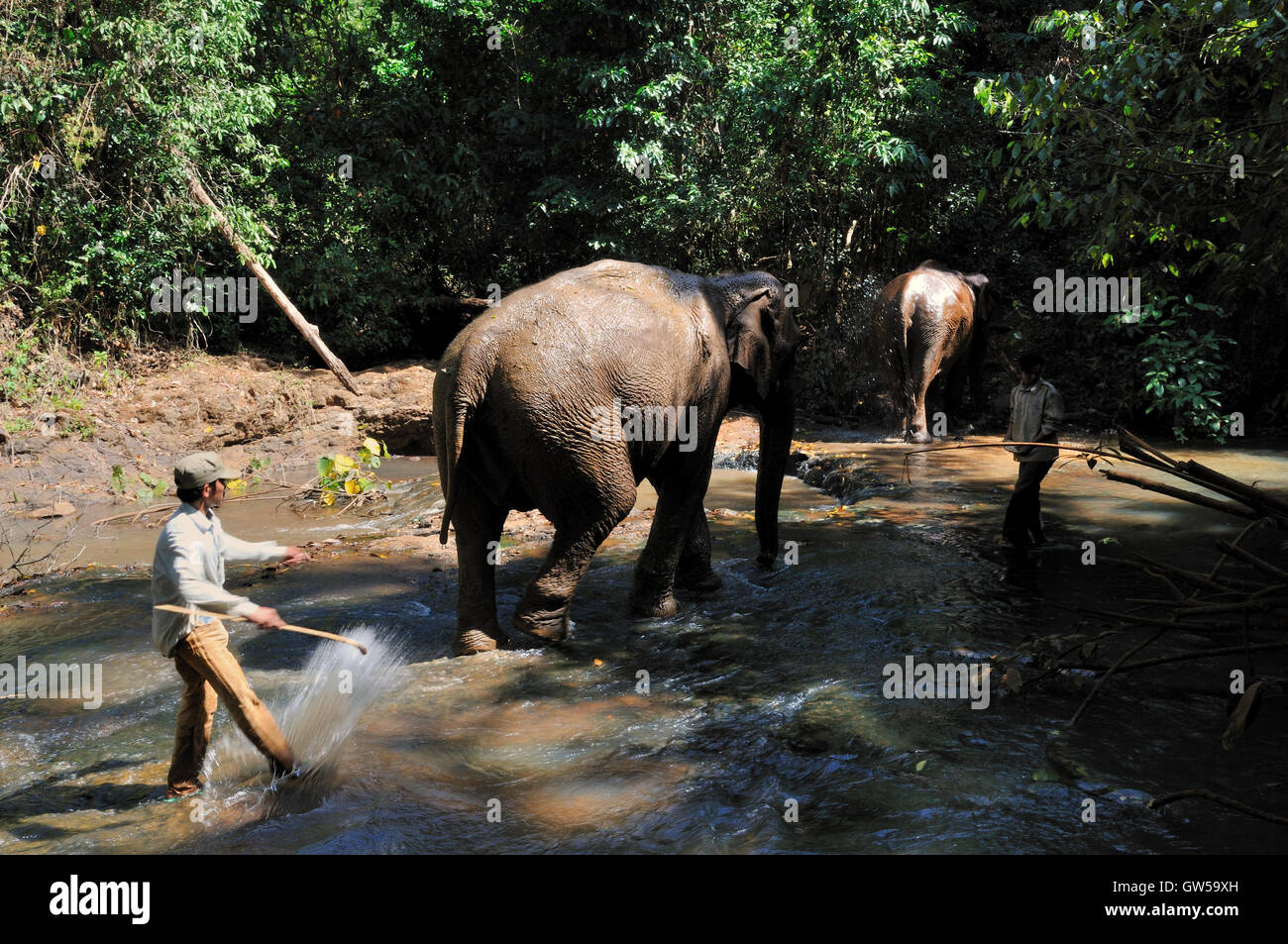 Valle di elefante progetto ONG - elefanti di attraversare il fiume con Mahouts Foto Stock