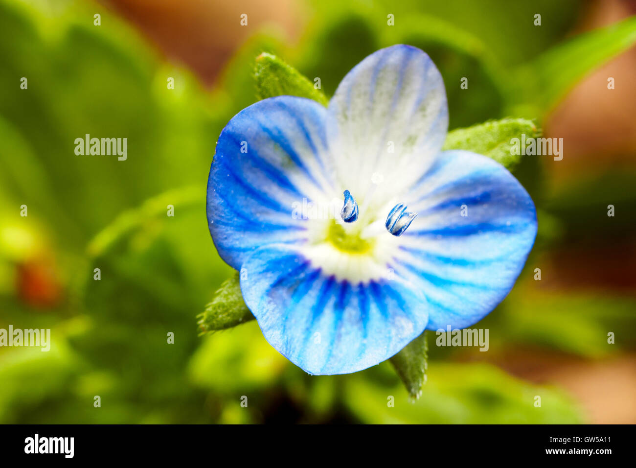 Veronica persica flower - Italia Foto Stock