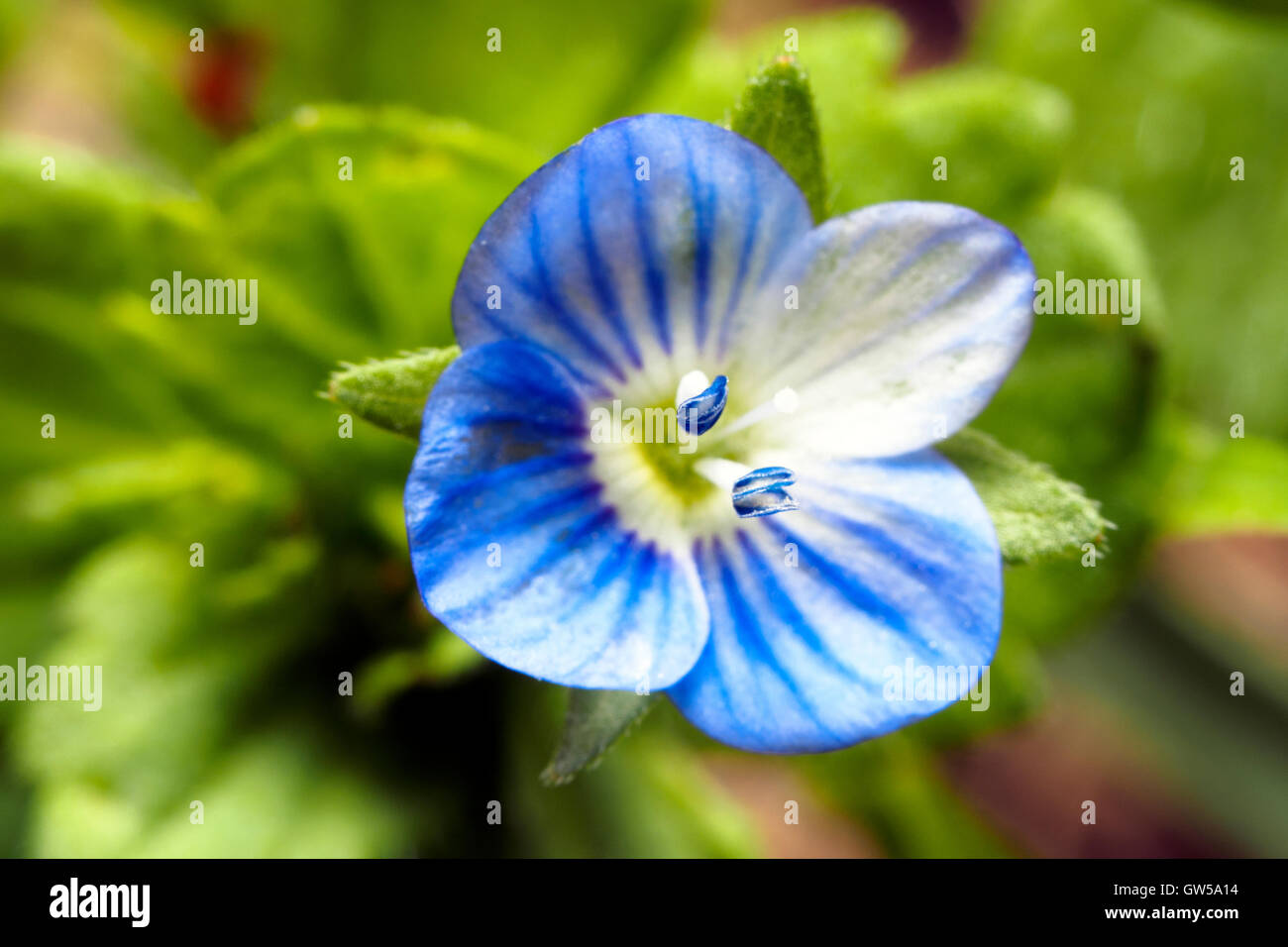 Veronica persica flower - Italia Foto Stock