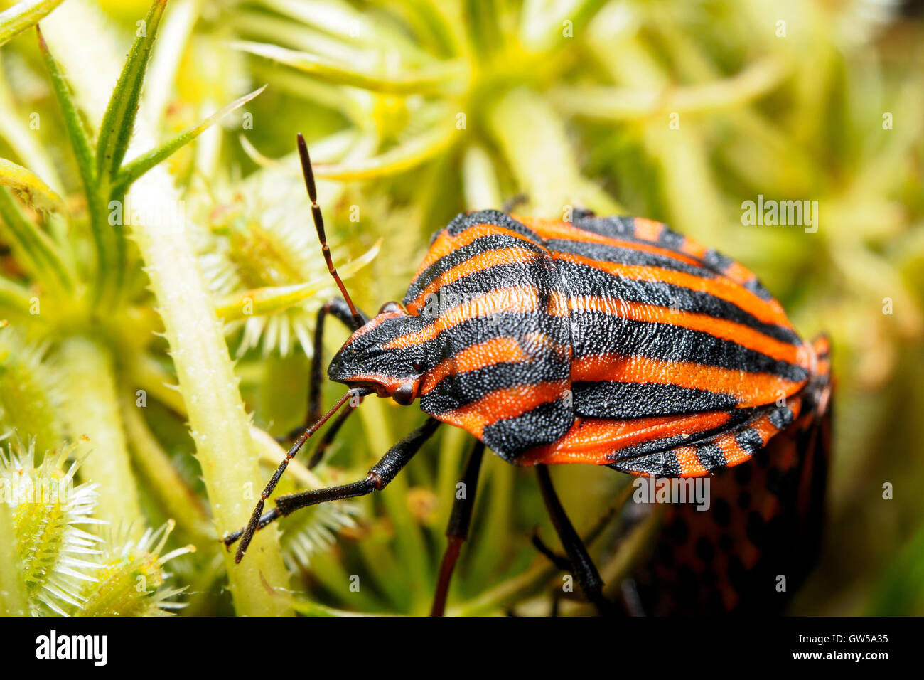 Striping italiano-bug / menestrello bug / Harlequin bug (Graphosoma lineatum / Graphosoma italicum) Foto Stock